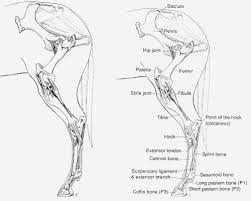 At this stage of life, even with this exceptionally early development, horses have only 17% of their mature bone mineral content. Horse Anatomy Horse Therapy Horse Info