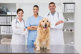 We specialize in helping consumers find puppies for sale: Things To Consider Before Adopting From Long Island Puppy Store Teamchasedog Com