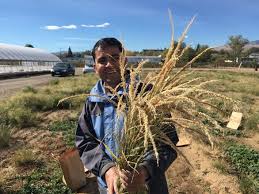 Image result for Eragrostis tef