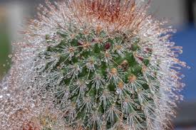 Despite the popular image of california as a place of sunshine and perfect weather, the local climate can be very diverse, with some areas experiencing more extreme conditions. Macro Cactus And Dew Pentaxforums Com