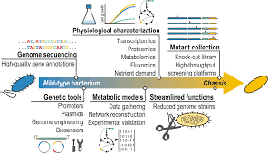 Chasing Bacterial Chassis For Metabolic Engineering A Perspective Review From Classical To Non Traditional Microorganisms Calero 2019 Microbial Biotechnology Wiley Online Library Synonym.com is the web's best resource for english synonyms, antonyms, and definitions. chasing bacterial chassis for metabolic