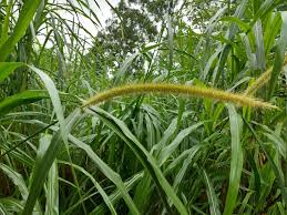 Image result for Cenchrus purpureus