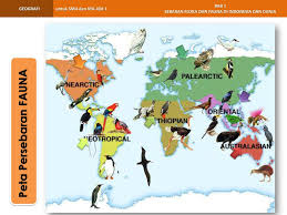 Contoh fauna adalah badak, harimau, gajah, dan kera. 1 Bab Sebaran Flora Dan Fauna Di Indonesia Dan Dunia Ppt Download