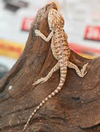 8 Tips For Feeding And Caring For Baby Bearded Dragons Everything Reptiles