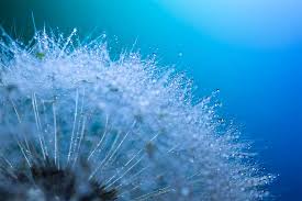 Look for the perfect photo of dandelions for any project you have. Dandelion Flower Macro Photography Adaptalux Com
