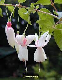 Pin On Flores