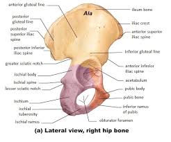 Pin On Anatomy