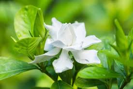However, make sure that bright lighting does not mean direct sunlight at all. How To Plant Grow And Care For Gardenia Flower Successfully Florgeous