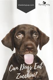Served with rice, beans, and sour cream on the side. Q A Can Dogs Eat Zucchini