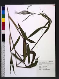 Image result for Microstegium fasciculatum