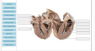 They are one of the major systems of human and animal bodies. Solved Drag The Structure Names To The Appropriate Locati Chegg Com