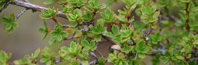 Image result for Myrothamnus flabellifolius