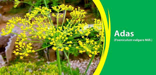 Berapa jumlah segitiga didalam gambar ini? Ragam Khasiat Tanaman Adas