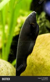 Check the haunted pool outside last resort the first time you come in to unlock a side quest that requires traveling to every area, with a powerful charm as the reward. Black Ghost Knife Fish A Popular Aquarium Pet From The Amazon Basin Image Stock Photo 271709575