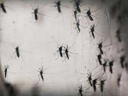 Why Flight Attendants Walk Airplane Aisles With Bug Spray Conde Nast Traveler