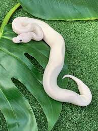 Pin On Ball Pythons