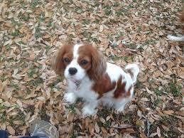 Proven king charles spaniel ownership tips on making your dog happy, healthy, and obedient. Cavalier King Charles Spaniel For Sale In Texas