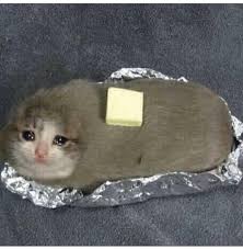 Cat pics don't always have to be cute. Cursed Image On Tumblr