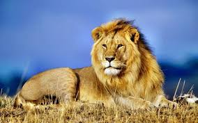 Fond D Ecran Gratuit Lion Fonds D Ecran Animaux Gratuits Lion 929 Photos De Lion Animaux Africains Animaux