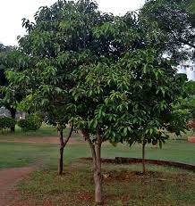 Image result for Mimusops elengi