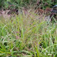 Image result for Eragrostis macrochlamys