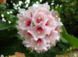 Image result for Dombeya