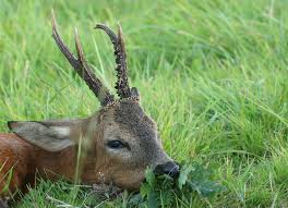 Contact physique direct (y compris les contacts sexuels). Etude Sur La Maladie De Lyme Et Le Chevreuil Chasseurs De L Est
