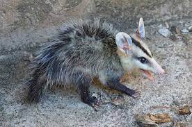 What Do Baby Possums Eat And Drink How To Feed Raise Care