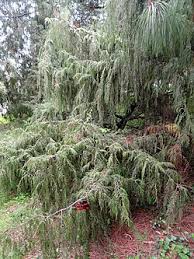 Image result for Cupressus funebris