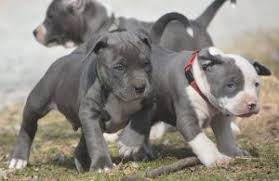 Having no luck in finding pitbull puppies for sale in texas from a good breeder? Xl American Bully Puppies For Sale Cheap Online