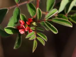 Image result for Indigofera hirsuta