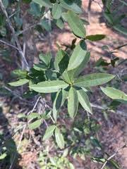 Image result for Strychnos mellodora