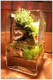 Shamwerks Paludarium Nano Paludarium