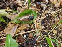 Cicadas across Illinois
