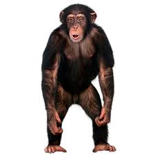 It allows you to create, render, update and delete monkey objects stored in database. Amazon Com Real Talking Monkey Appstore For Android