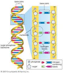 Across the nitrogenous bases, they form between the complementary base pairs thymine and adenine and also cytosine and guanine. Dna Structure Quiz Gizmo Cell Structure Quiz Quizizz