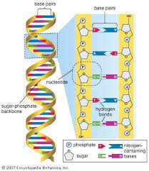 It allows something called complementary base pairing. Dna Structure Quiz Gizmo Cell Structure Quiz Quizizz