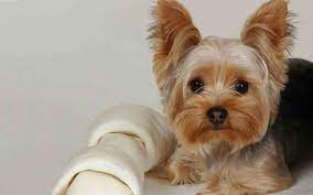 Dix Moments Qui Resument Votre Experience Coiffure Yorkshire Chiots Yorkshire Terrier Chien Yorkshire Terrier Coupe Yorkshire Terrier