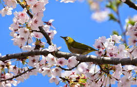 Check spelling or type a new query. Wallpaper The Sky Branches Nature Cherry Spring Bird Flowering Japanese White Eye White Eye Images For Desktop Section Priroda Download