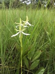 Image result for Habenaria nyikensis