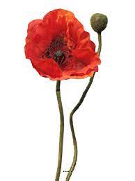 2283 coquelicots artificiels sont disponibles sur alibaba.com. Pavot Artificiel H 70 Cm 2 Fleurs Et 1 Bouton Superbe Fleur Du Site Artificielles Com