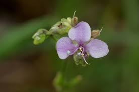 Image result for Murdannia simplex