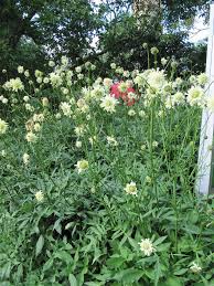 Image result for Cephalaria integrifolia