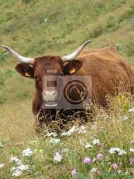 Salers Vaca Em Cantal Franca Cartazes Para A Parede Posters Vaca Flores Campo Myloview Com Br