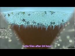 Daun pisang kepok dan daun pisang raja untuk ikan cupang. Cara Mendapat Microworm Starter Dari Bekas Medium Litetube