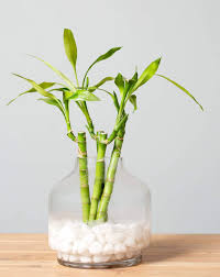 We did not find results for: Lucky Bamboo Green Cloud Solutions
