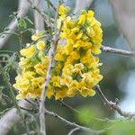 Image result for Calpurnia aurea