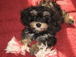 The cheapest offer starts at £8. Cavachon Puppies For Sale By Reputable Breeders Pets4you Com