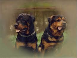 Nummertjes verbinden hond tekening : Droom Betekenis Van Een Hond