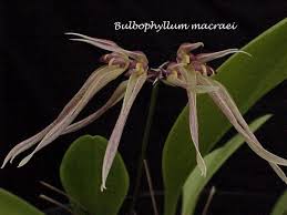 Image result for Bulbostylis macra